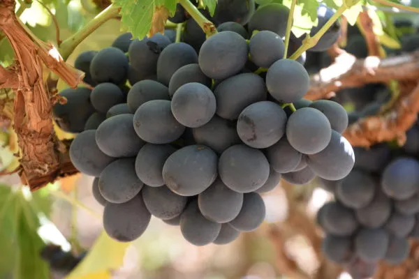 Combo_Plant-Joy_Seedless_grape_And_Manikchaman_Grape_live_Plant