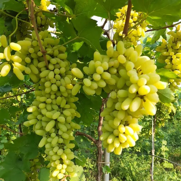 Combo_Plant-Joy_Seedless_grape_And_Manikchaman_Grape_live_Plant