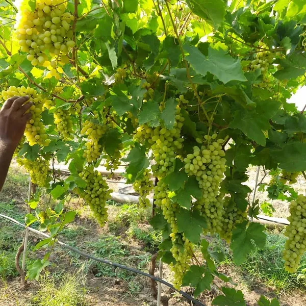 Combo_Plant-Joy_Seedless_grape_And_Manikchaman_Grape_live_Plant