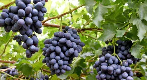 Combo_Plant-Joy_Seedless_grape_And_Manikchaman_Grape_live_Plant