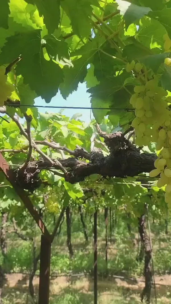 Combo_Plant-Joy_Seedless_grape_And_Manikchaman_Grape_live_Plant
