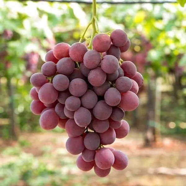 Combo_Plant_-_Very_Sweet_Thomson_Grapes_And_Pink_Ball_Grapes_Live_Plant