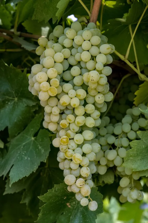 Combo_Plant_-_Very_Sweet_Thomson_Grapes_And_Pink_Ball_Grapes_Live_Plant