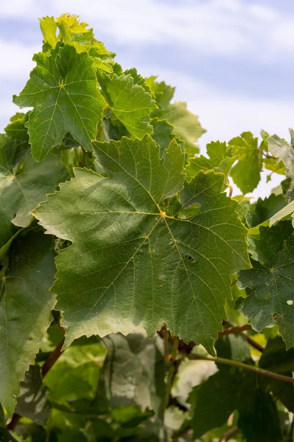 Combo_Plant_-_Very_Sweet_Thomson_Grapes_And_Pink_Ball_Grapes_Live_Plant