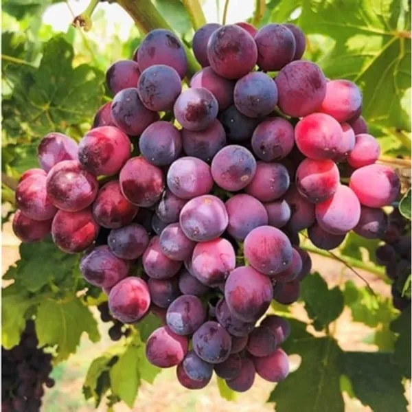 Combo_Plant_-_Very_Sweet_Thomson_Grapes_And_Pink_Ball_Grapes_Live_Plant