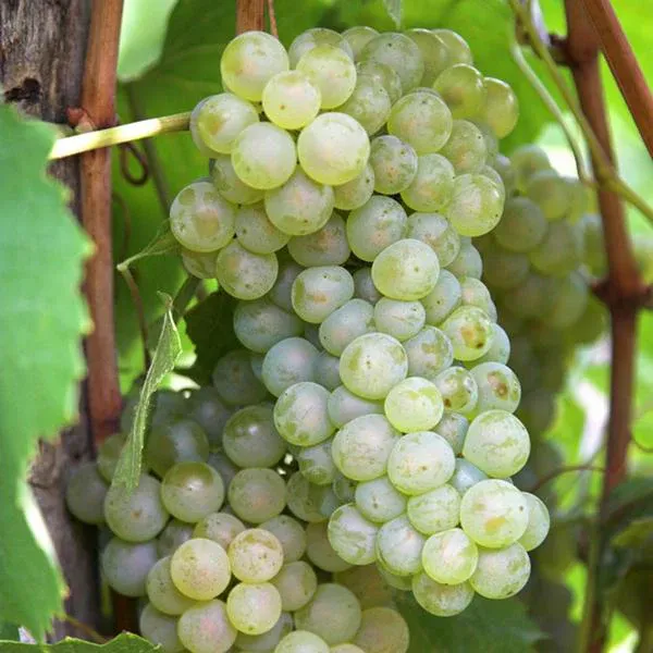 Combo_Plant_-_Very_Sweet_Thomson_Grapes_And_Pink_Ball_Grapes_Live_Plant