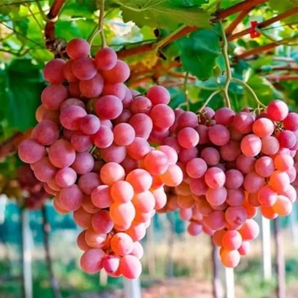 Combo_Plant_-_Very_Sweet_Thomson_Grapes_And_Pink_Ball_Grapes_Live_Plant