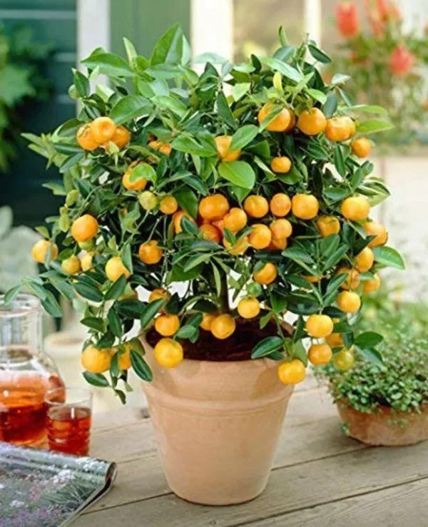 Cylet_Orange