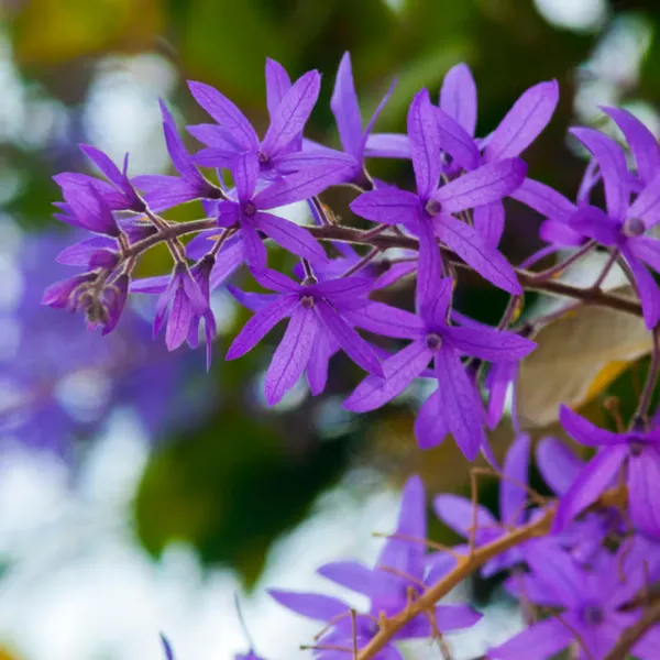 Blue_Petrea_Flower_Plant_(2_Feet_Height)