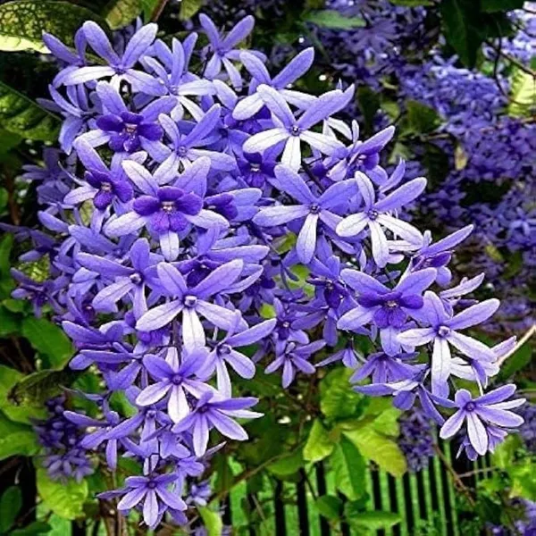 Blue_Petrea_Flower_Plant_(2_Feet_Height)