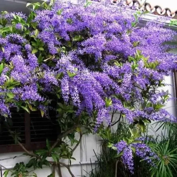 Blue_Petrea_Flower_Plant_(2_Feet_Height)