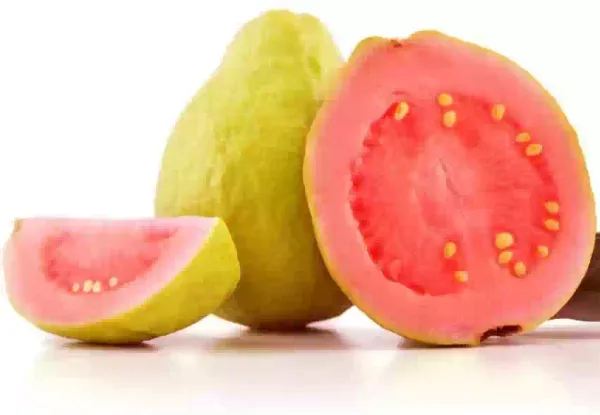 Lalit_Guava_Plant_|_Grafted_And_Hybrid_Plants_(2_Feet_Height)