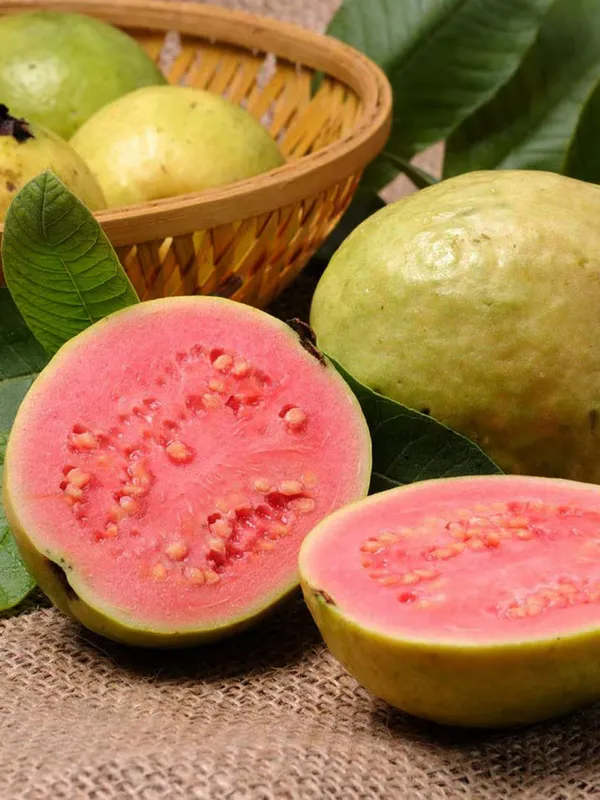 Lalit_Guava_Plant_|_Grafted_And_Hybrid_Plants_(2_Feet_Height)
