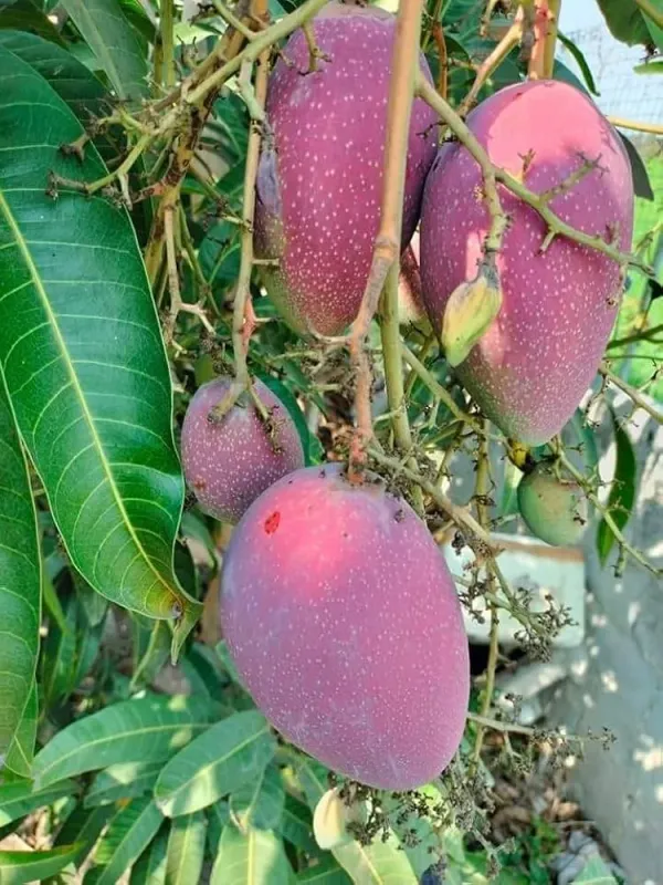 Badami_Mango_Plant_|_Grafted_And_Hybrid_Plants