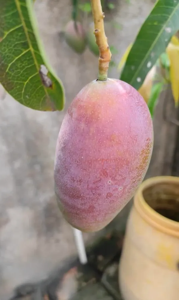 Badami_Mango_Plant_|_Grafted_And_Hybrid_Plants