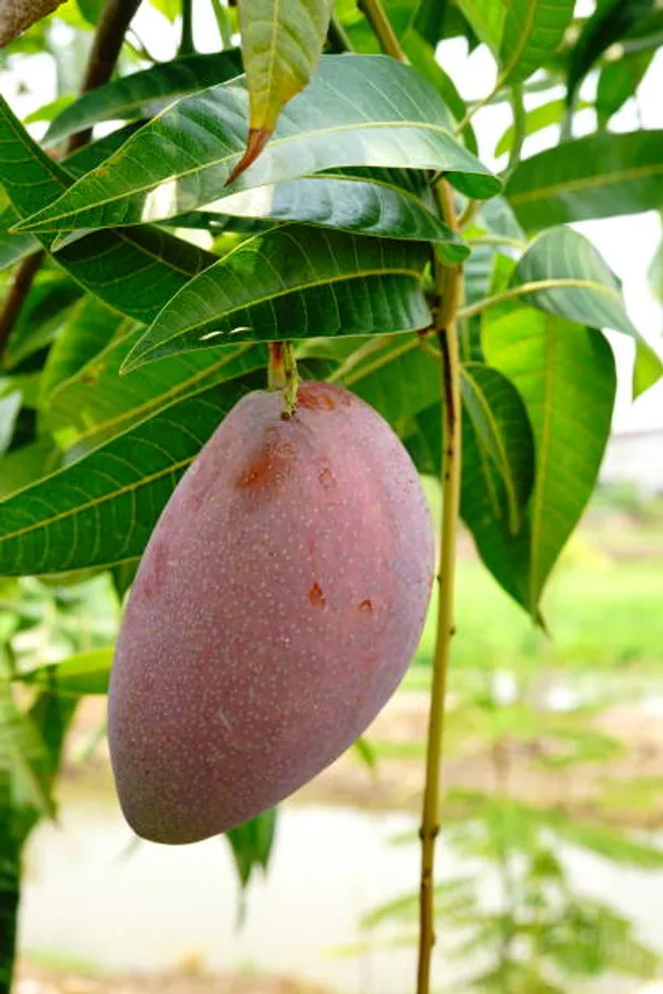 Badami_Mango_Plant_|_Grafted_And_Hybrid_Plants