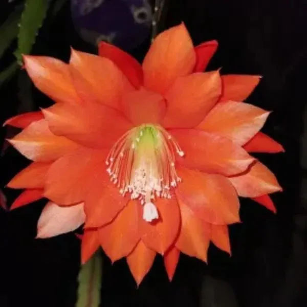 Dark_Orange_Bramha_Kamal_Flower_Plant