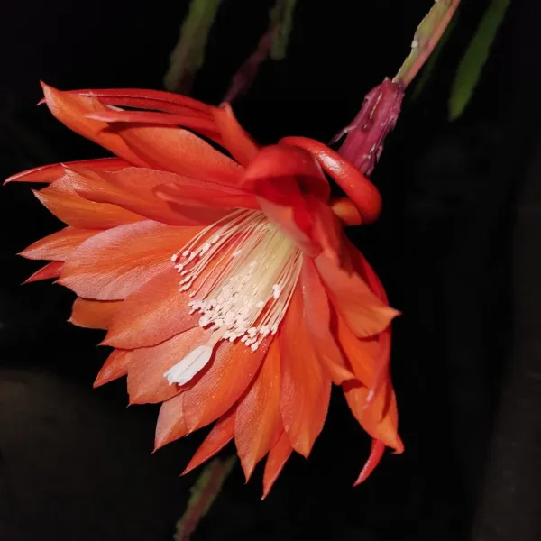Dark_Orange_Bramha_Kamal_Flower_Plant