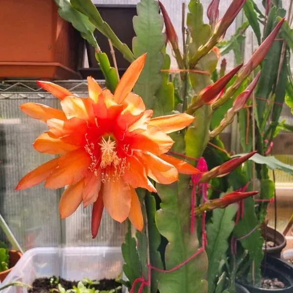 Dark_Orange_Bramha_Kamal_Flower_Plant