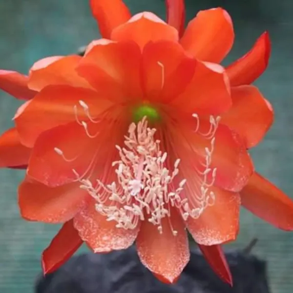Dark_Orange_Bramha_Kamal_Flower_Plant