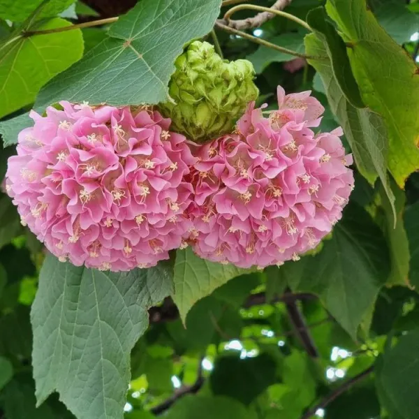 Dombiya_Flower_Plant