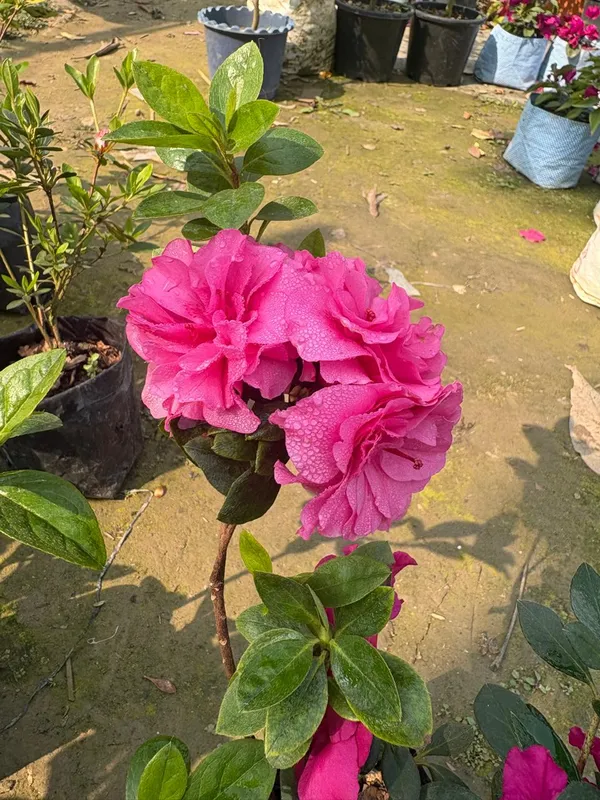 Double_Pink_Azelia_live_Plant