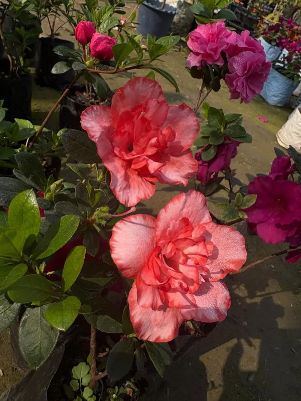 Double_Pink_Azelia_live_Plant