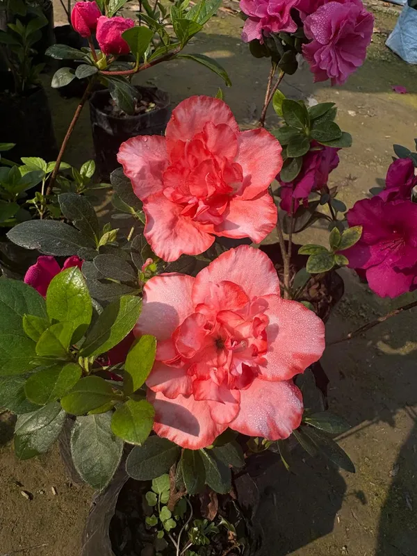Double_Pink_Azelia_live_Plant