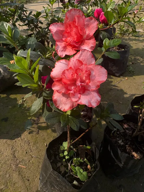 Double_Pink_Azelia_live_Plant