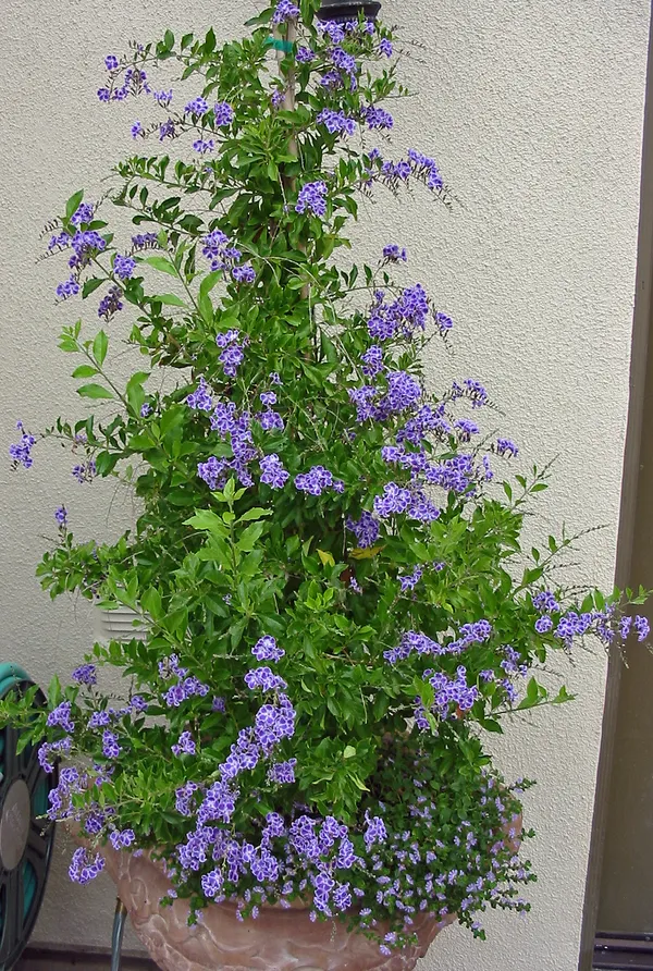 Duranta_Flower_Plant_(Golden_Dewdrop_)