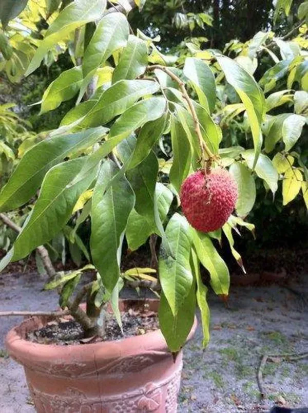 Dwarf_Litchi_Plant(Best_for_Pot)_(1.5-2_feet_Height)