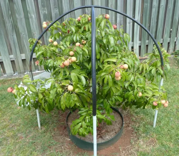 Dwarf_Litchi_Plant(Best_for_Pot)_(1.5-2_feet_Height)