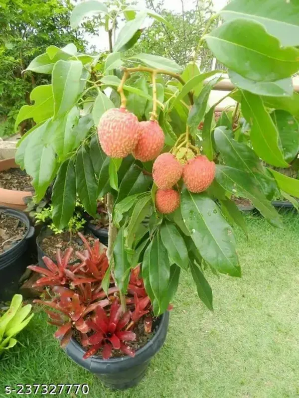 Dwarf_Litchi_Plant(Best_for_Pot)_(1.5-2_feet_Height)