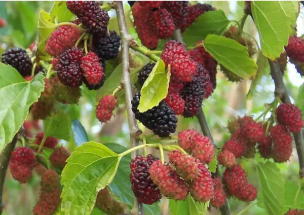 Kanva_2_Mulberry
