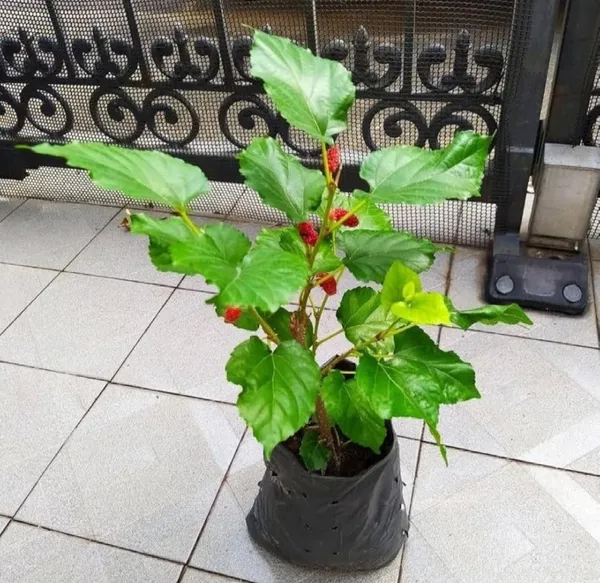 Kanva_2_Mulberry