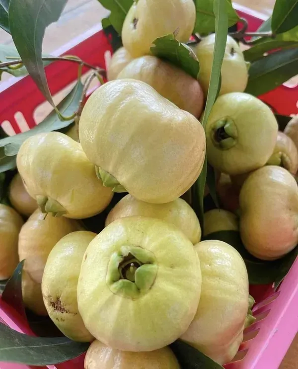 Gulab_Jamun_Plant_|_Grafted_And_Hybrid_Plants