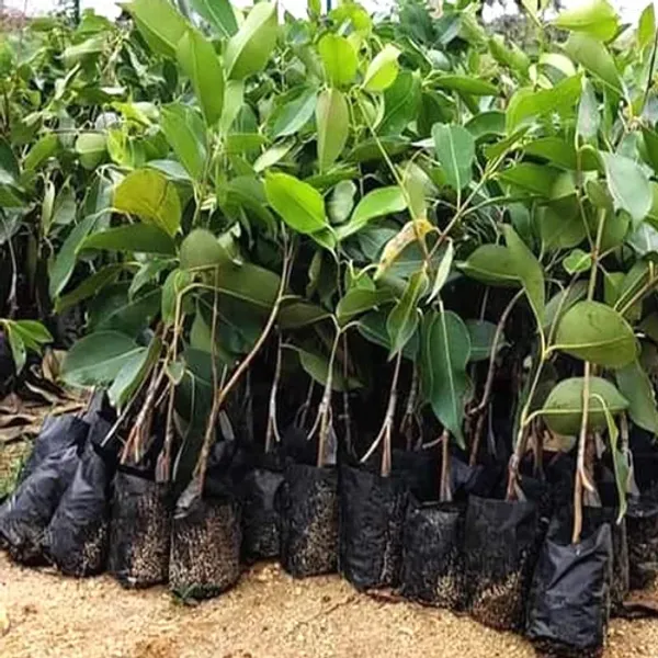 Gulab_Jamun_Plant_|_Grafted_And_Hybrid_Plants
