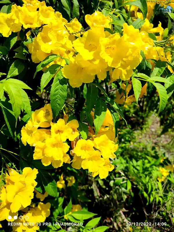 Yellow_Tecoma_Flower_Plant