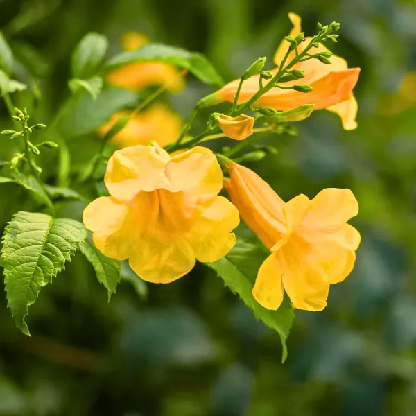 Yellow_Tecoma_Flower_Plant