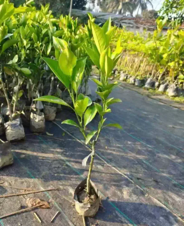 Nagpur_Orange_Plant_|_Grafted_And_Hybrid_Plants