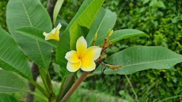 Plumeria_Rubra_Diva_Flower_Plant