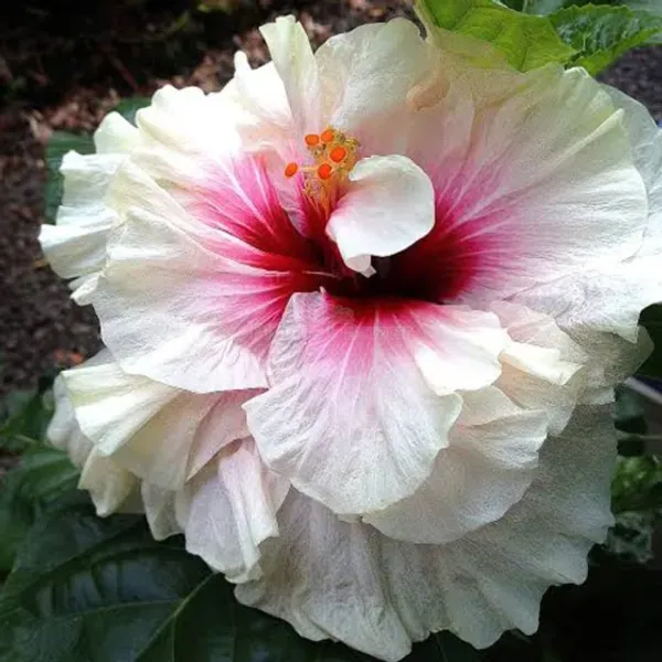 American_Hibiscus_Flower_Plant_(2_Feet_Height)