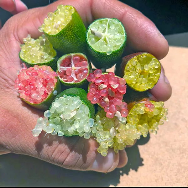 Finger_Lime_Plant_|_(1-2_Feet_Height)
