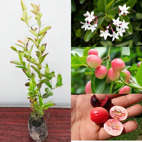 Sour_Kronda_Plant_|_Grafted_And_Hybrid_Plants