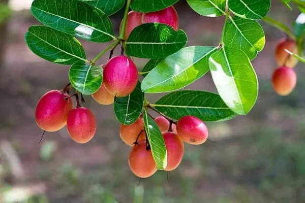 Sour_Kronda_Plant_|_Grafted_And_Hybrid_Plants