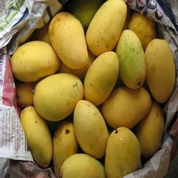 Chaunsa_Mango_Plant_|_Grafted_And_Hybrid_Plants