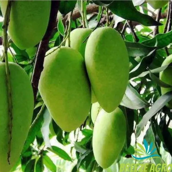 Chaunsa_Mango_Plant_|_Grafted_And_Hybrid_Plants