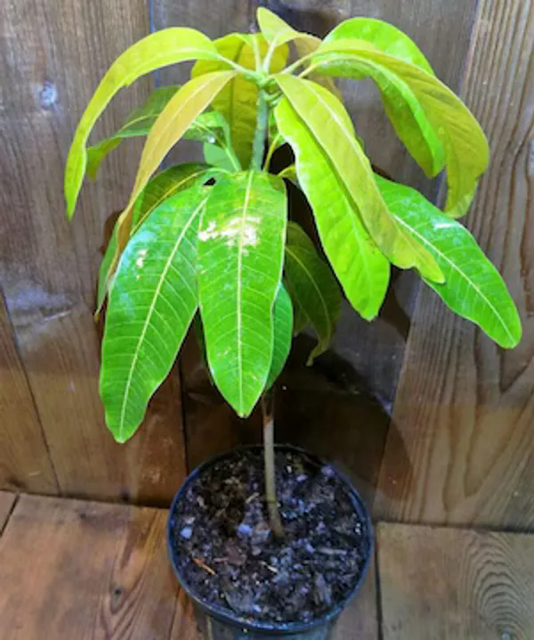 Chaunsa_Mango_Plant_|_Grafted_And_Hybrid_Plants