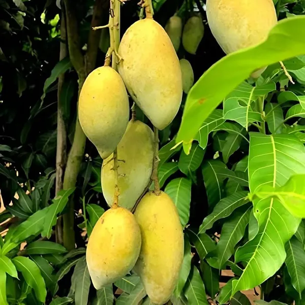 Chaunsa_Mango_Plant_|_Grafted_And_Hybrid_Plants