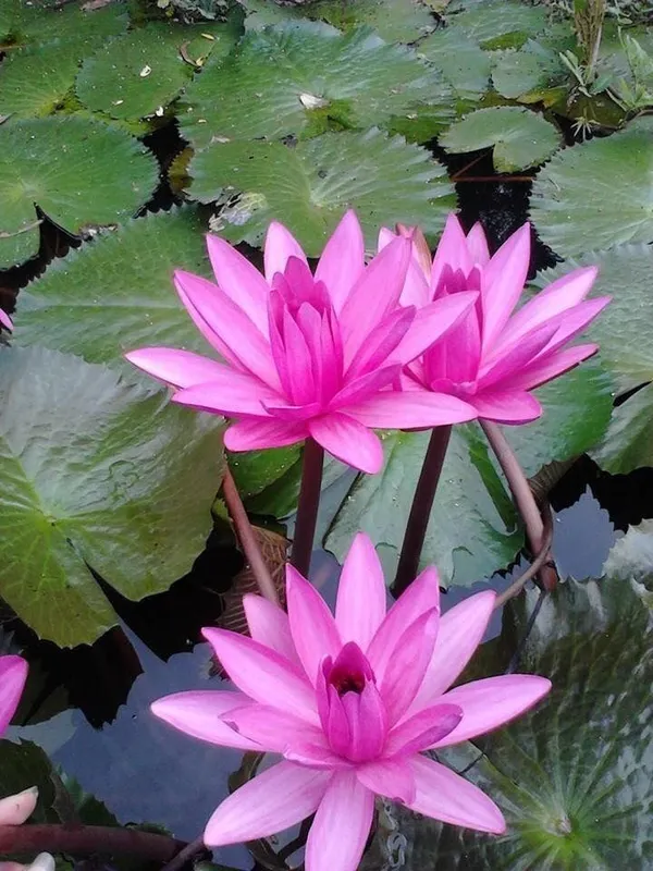 Curious_Lotus_Tuber_Flower_Plant